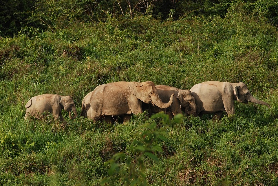 Elephant National parc en Thailande