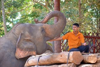 Elephant à Sri Lanka avec son mahaout