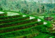 culture du riz terrace en Indonésie