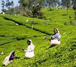 Plantation de thé Sri Lanka et randonnée