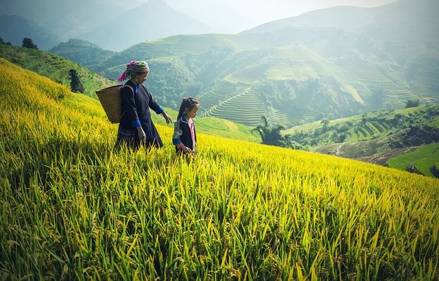 Une femme dans les rizières au Laos