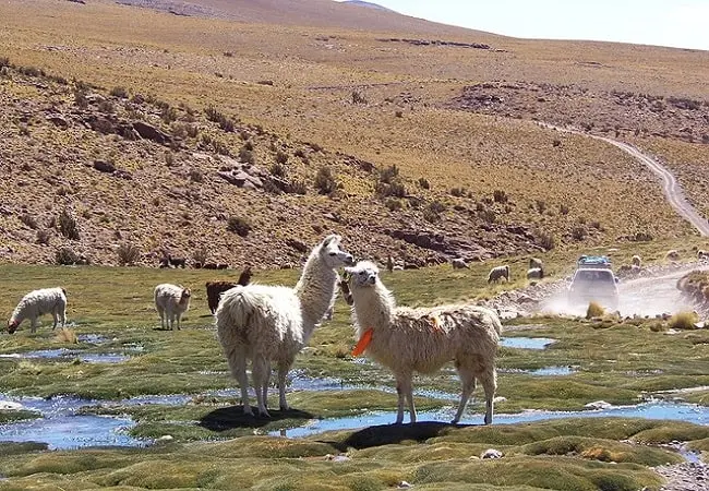 Desert, Uyuni, Bolivia