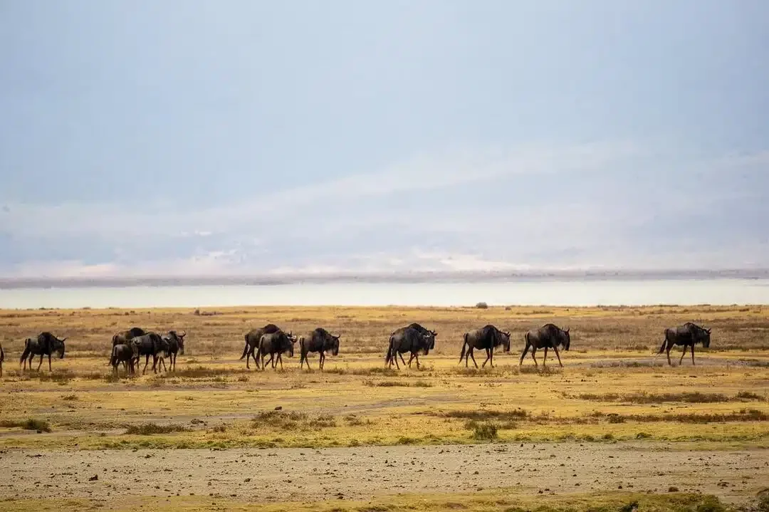 GRANDE MIGRATION-1