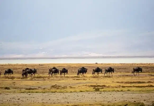 GRANDE MIGRATION