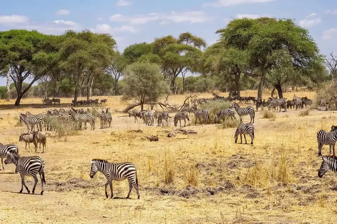 Zèbre, Tanzanie-1